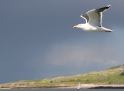 Seagull Ireland 1